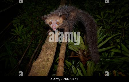 Aye-Aye (Daubentonia madagascariensis) dans les forêts pluviales des basses terres de l'est de Madagascar, Madagascar Banque D'Images