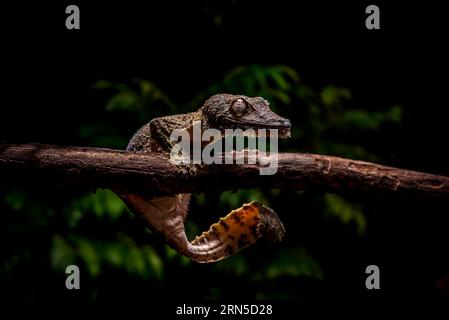 Gecko à queue foliaire (Uroplatus cf. Gigantaeus) dans les forêts tropicales du parc national de marojejy au nord-est de Madagascar Banque D'Images