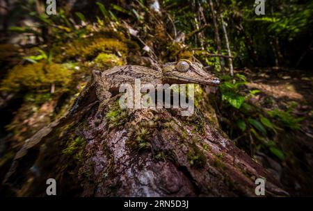 Gecko à queue foliaire (Uroplatus cf. Gigantaeus) dans les forêts tropicales du parc national de marojejy au nord-est de Madagascar Banque D'Images