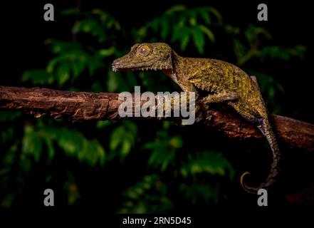 Gecko à queue foliaire (Uroplatus cf. Gigantaeus) dans les forêts tropicales du parc national de marojejy au nord-est de Madagascar Banque D'Images