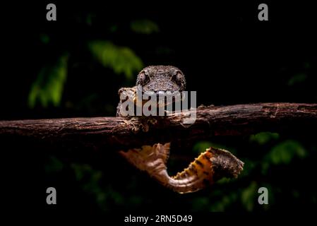 Gecko à queue foliaire (Uroplatus cf. Gigantaeus) dans les forêts tropicales du parc national de marojejy au nord-est de Madagascar Banque D'Images