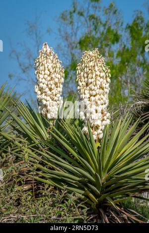 Ces Daggers espagnols (Yucca gloriosa) étaient en pleine floraison dans une zone naturelle du sud du Texas. Banque D'Images