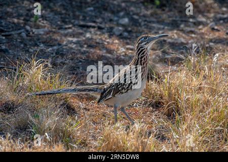 Ce Greater Roadrunner faisait partie d'une paire qui se nourrissait à travers les fourrés broussailleux du Laguna Atascosa National Wildlife refuge dans le sud du Texas. Banque D'Images