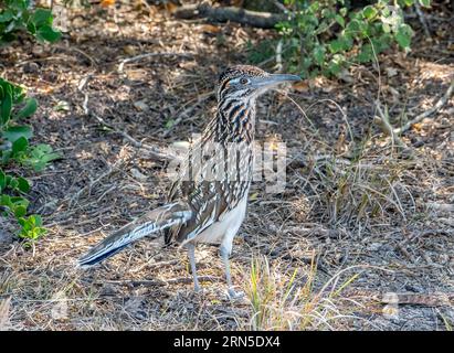 Ce Greater Roadrunner faisait partie d'une paire qui se nourrissait à travers les fourrés broussailleux du Laguna Atascosa National Wildlife refuge dans le sud du Texas. Banque D'Images