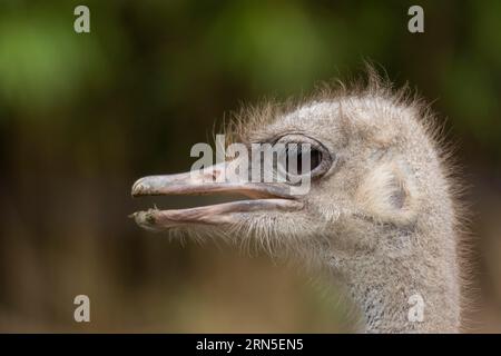 Autruche sud-africaine (Struthio camelus australis), portrait animal, bec ouvert, captif, Allemagne Banque D'Images
