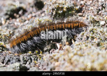 Chenille du papillon des renards (Macrothylacia rubi), Emsland, Basse-Saxe, Allemagne, Europe Banque D'Images