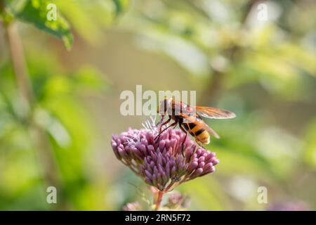 Hornet mimic hoverfly (Volucella zonaria), assis sur l'agrimonie de chanvre (Eupatorium cannabinum) au soleil, Velbert, Rhénanie du Nord-Westphalie, Allemagne, Euro Banque D'Images