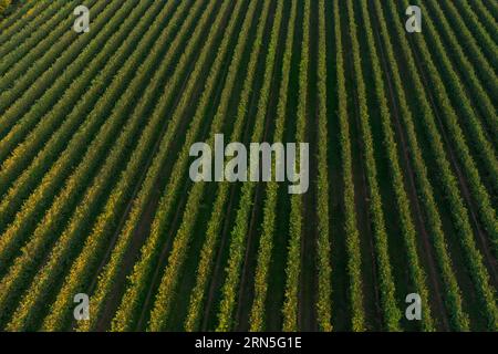 Drone vue sur les vignobles verdoyants en été au coucher du soleil. Vue aérienne de haut en bas de la campagne italienne dans la région viticole. Banque D'Images