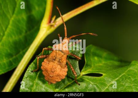 Punaise du quai (Coreus marginatus) au 5e stade larvaire sur une feuille, Bade-Württemberg, Allemagne, Europe Banque D'Images