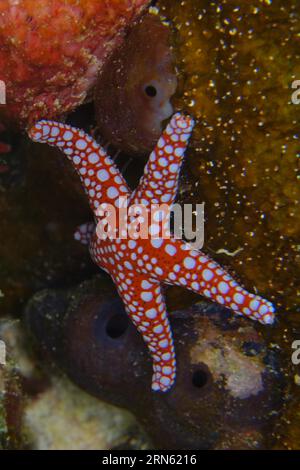 Étoile de mer de Ghardaqa (Fromia ghardaqana), site de plongée sur récif d'Abu Dabab, Marsa Alam, Mer Rouge, Egypte, Afrique Banque D'Images