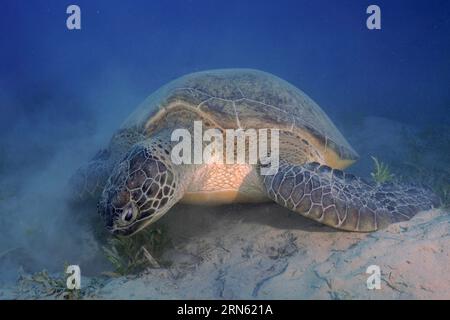 Tortue verte (Chelonia mydas) mangeant des algues, remuant du sable, site de plongée Marsa Shona Reef, Egypte, Mer Rouge Banque D'Images