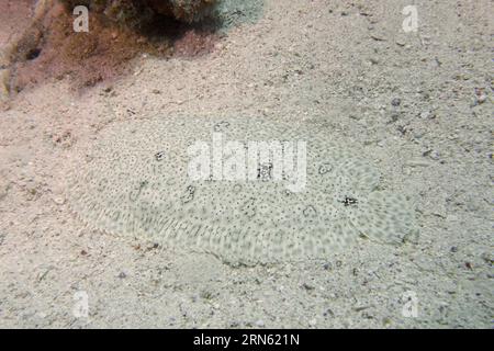 Semelle sans finin bien camouflée (Pardachirus marmoratus) dans le sable. Site de plongée House Reef, mangrove Bay, El Quesir, Mer Rouge, Egypte Banque D'Images