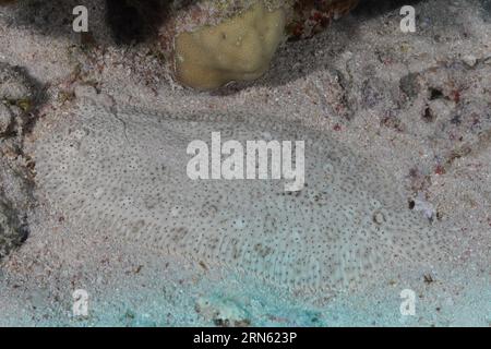 Semelle sans ailettes (Pardachirus marmoratus) bien camouflée dans le sable. Site de plongée Marsa Shona Reef, Egypte, Mer Rouge Banque D'Images