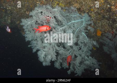 Corail d'arbre de Noël (Antipates dendrochristos), corail de brousse, site de plongée Aliwal Shoal, Umkomaas, KwaZulu Natal, Afrique du Sud Banque D'Images