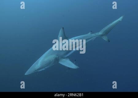 Requin noir (Carcharhinus limbatus), site de plongée de Protea Banks, Margate, KwaZulu Natal, Afrique du Sud Banque D'Images