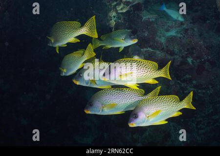 Essaim, groupe de lièvres à taches noires (Plectorhinchus gaterinus) dans une grotte, site de plongée Dangerous Reef, récif de St Johns, Saint Johns, mer Rouge, Égypte Banque D'Images