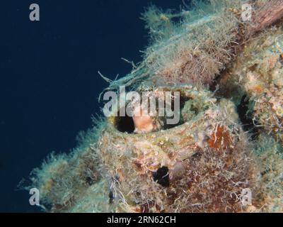 Un blenny à dents de sabre (Petroscirtes mitratus) habite une boîte en plastique, des déchets marins, le site de plongée House Reef, la mangrove Bay, El Quesir, la mer Rouge Banque D'Images