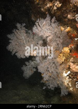 Corail d'arbre de Noël (Antipates dendrochristos), corail de brousse, site de plongée Aliwal Shoal, Umkomaas, KwaZulu Natal, Afrique du Sud Banque D'Images