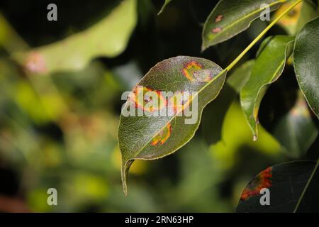 Maladie des poiriers en automne. Endommager l'arbre fruitier. Feuille malade d'infection fongique Gymnosporangium sabinae. Tache de rouille sur les feuilles.le concept de Banque D'Images