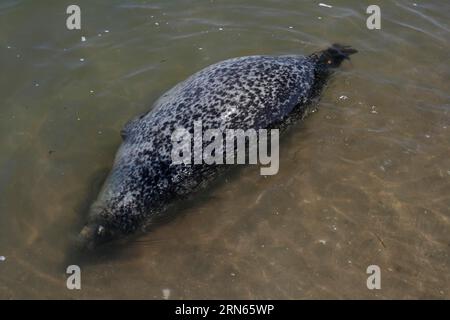 Phoque commun (Phoca vitulina), trouvé mort, femelle enceinte morte dans le surf, Parc national de la mer des Wadden de Basse-Saxe, Basse-Saxe, Allemagne Banque D'Images