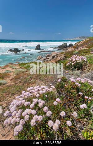 Œillets de plage à Spiaggia di Rena Majore, Gallura, Sardaigne, Italie, Spiaggia di Rena Maiore, Gallura, Sardaigne, Italie Banque D'Images