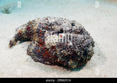 Rocher de récif (Synanceia verrucosa), se trouve non camouflé, ouvert, sur fond sablonneux, dangereux, toxique, Grande barrière de corail, patrimoine mondial de l'UNESCO Banque D'Images