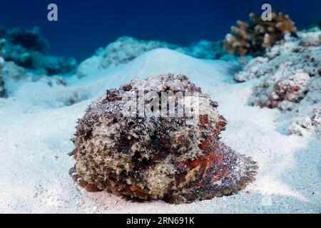 Rocher de récif (Synanceia verrucosa), de face, couché non camouflé, ouvert, sur fond sablonneux, dangereux, toxique, Grande barrière de corail, UNESCO World Banque D'Images