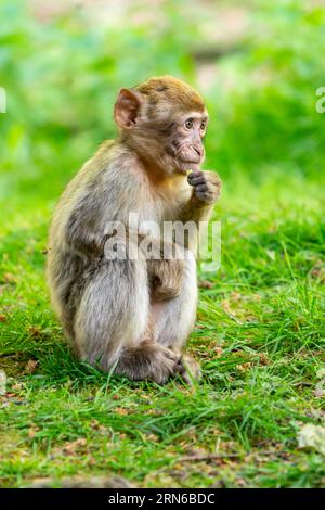 Macaque de barbarie (Macaca sylvanus), juvénile, occurrence au Maroc, captive, Rhénanie-Palatinat, Allemagne Banque D'Images