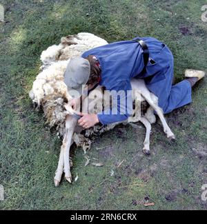 Tonte de laine de mouton par l'agriculteur. Ciseaux à l'ancienne cisaillant la laine des moutons. Banque D'Images