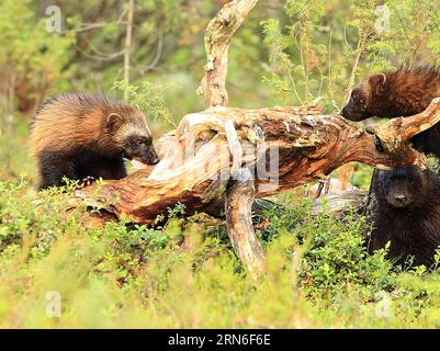 Trois carcajou se nourrissent dans la forêt de Lieksa, en Finlande, le 21 juillet 2015. Les carcajou se trouvent surtout dans les forêts boréales du nord. Il y a plusieurs centaines de carcajou en Finlande. Lieksa, dans l'est de la Finlande, est dit être l'un des meilleurs endroits pour regarder et photographier les carcajou. FINLAND-LIEKSA-WOLVERINE LixJizhi PUBLICATIONxNOTxINxCHN trois Wolverines fourrage pour la nourriture dans la forêt à Lieksa Finlande LE 21 2015 juillet, les Wolverines se trouvent principalement dans les forêts boréales du Nord il y a plusieurs centaines de Wolverines en Finlande Lieksa est la Finlande est considérée comme l'un des meilleurs endroits à regarder et pH Banque D'Images