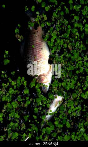 (150803) -- ZHENGZHOU, 03 août 2015 -- une photo prise le 29 juillet 2015 montre des poissons morts flottant à la surface du lac Xiliu à Zhengzhou, dans la province du Henan au centre de la Chine. Les systèmes d ' adduction d ' eau du parc du lac Zhengzhou Xiliu et de la rivière Jialu ont été pollués par des effluents industriels excessifs et des eaux usées sanitaires rejetées en amont. (hgh) CHINA-HENAN-ZHENGZHOU-RIVER POLLUTION (CN) ZhuxXiang PUBLICATIONxNOTxINxCHN 150803 Zhengzhou août 03 2015 la photo prise LE 29 2015 juillet montre des poissons morts flottant À la surface du lac Xiliu à Zhengzhou Central China S Henan province système d'eau de Zhengzhou Xili Banque D'Images