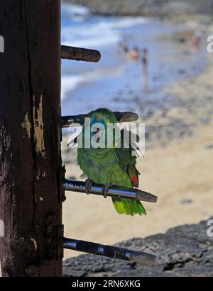 Petit vieux perroquet apprivoisé vert / perruche à l'extérieur d'un bar à Playa Blanca, Lanzarote prise en février 2023. Banque D'Images