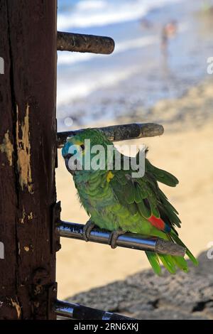 Petit vieux perroquet apprivoisé vert / perruche à l'extérieur d'un bar à Playa Blanca, Lanzarote prise en février 2023. Banque D'Images