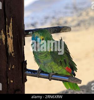 Petit vieux perroquet apprivoisé vert / perruche à l'extérieur d'un bar à Playa Blanca, Lanzarote prise en février 2023. Banque D'Images