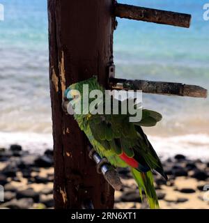 Petit vieux perroquet apprivoisé vert / perruche à l'extérieur d'un bar à Playa Blanca, Lanzarote prise en février 2023. Banque D'Images