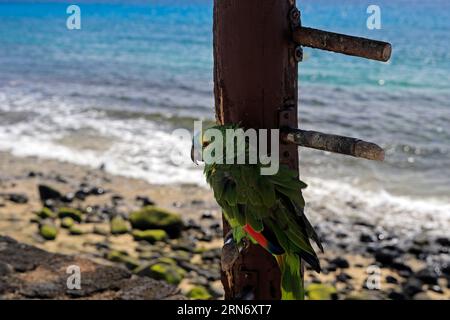 Petit vieux perroquet apprivoisé vert / perruche à l'extérieur d'un bar à Playa Blanca, Lanzarote prise en février 2023. Banque D'Images