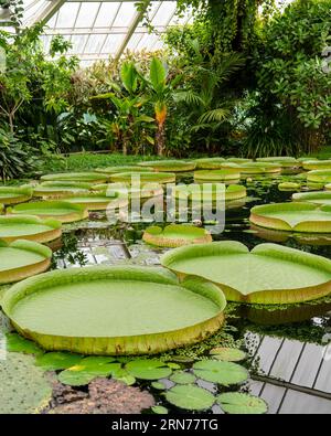 Les feuilles des nénuphars géants avec les noms latins Victoria amazonica, Belgique Banque D'Images