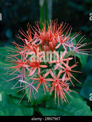 Scadoxus multiflorus (anciennement Haemanthus multiflorus) est une plante bulbeuse originaire de la plupart de l'Afrique subsaharienne, du Sénégal à la Somalie en passant par l'Afrique du Sud Banque D'Images