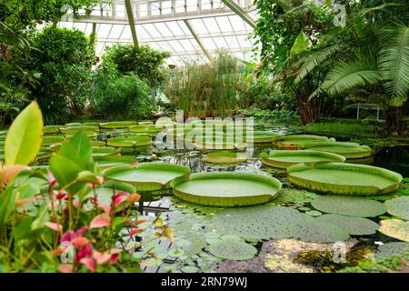 Les feuilles des nénuphars géants avec les noms latins Victoria amazonica, Belgique Banque D'Images