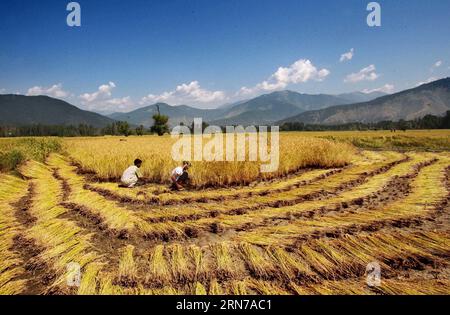 (150830) -- SRINAGAR, 30 août 2015 -- des agriculteurs cachemiris récoltent du paddy dans un champ du village de Dewar dans la région de Lolab du district de Kupwara, à environ 115 km au nord de Srinagar, capitale estivale du Cachemire contrôlé par les Indiens, 30 août 2015. La campagne de récolte du paddy a commencé dans le Cachemire contrôlé par l'Inde. Le riz est l'aliment de base de la vallée du Cachemire.) KASHMIR-SRINAGAR-PADDY MOISSON JavedxDar PUBLICATIONxNOTxINxCHN 150830 Srinagar août 30 2015 les agriculteurs cachemiris reprennent Paddy dans un champ AU village de Dewar dans la zone du district de Kupwara à environ 115 km au nord de Srinagar capitale d'été du Cachemire contrôlé par l'Inde août 30 2015 Paddy Banque D'Images