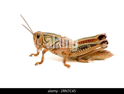 Un Grasshopper de lubber Plains aux couleurs vives isolé sur un fond blanc. Banque D'Images