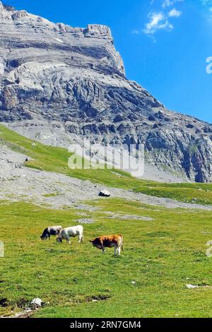 Alpine landscape with grazing cows against the backdrop of mountains. Swiss Alps. Stock Photo