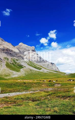 Hautes prairies alpines avec des vaches de pâturage sur fond de montagnes et de ciel bleu. Alpes suisses. Banque D'Images