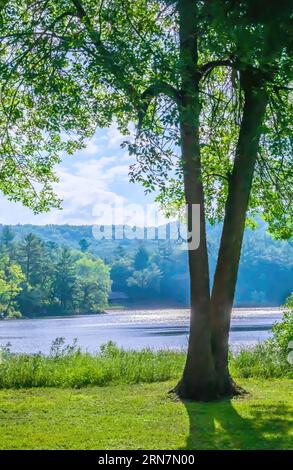 Arbre surplombant le lac des Dalles avec une plage de baignade en arrière-plan à Interstate State Park un matin d'été à St. Croix Falls, Wisconsin États-Unis. Banque D'Images