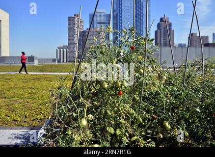 (150917) -- NEW YORK, 17 septembre 2015 -- Un membre du personnel s'occupe du toit vert du Jacob K. Javits Convention Center à New York, aux États-Unis, le 17 septembre 2015. Le Jacob K. Javits Convention Center abrite le dernier projet d'architecture de New York - un toit vert de la taille d'environ cinq terrains de football et le plus grand dans la région nord-est des États-Unis. Ce toit a amélioré un engagement en faveur de la durabilité qui devrait permettre une réduction estimée de 26 % de la consommation d énergie du Centre Javits. ) ÉTATS-UNIS-NEW YORK-TOIT VERT-RÉDUCTION DE LA CONSOMMATION D'ÉNERGIE PUBLICATION WANGXLEI Banque D'Images