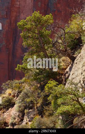 Pine tree looking down from the Spider Rock Overlook on South Rim drive of Canyon De Chelly National Monument - Navajo Indian Reservation, Arizona Banque D'Images