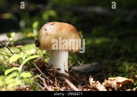 Vue en gros plan de la culture de champignons en forêt Banque D'Images