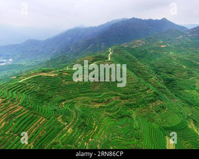 (151009) -- QUANZHOU, - une photo aérienne prise le 7 octobre 2015 montre la plantation de thé dans le comté d'Anxi, dans la province du Fujian du sud-est de la Chine. (Ry) CHINA-FUJIAN-TEA PLANTATION (CN) ZhangxJiuqiang PUBLICATIONxNOTxINxCHN 151009 Quanzhou Aerial photo prise LE 7 2015 octobre montre la plantation de thé DANS le comté d'AnXi Sud-est de la Chine S Fujian province Ry Chine Fujian Tea Plantation CN PUBLICATIONxNOTxINxCHN Banque D'Images