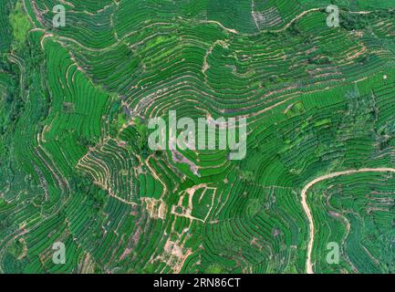 (151009) -- QUANZHOU, - une photo aérienne prise le 7 octobre 2015 montre la plantation de thé dans le comté d'Anxi, dans la province du Fujian du sud-est de la Chine. (Ry) CHINA-FUJIAN-TEA PLANTATION (CN) ZhangxJiuqiang PUBLICATIONxNOTxINxCHN 151009 Quanzhou Aerial photo prise LE 7 2015 octobre montre la plantation de thé DANS le comté d'AnXi Sud-est de la Chine S Fujian province Ry Chine Fujian Tea Plantation CN PUBLICATIONxNOTxINxCHN Banque D'Images