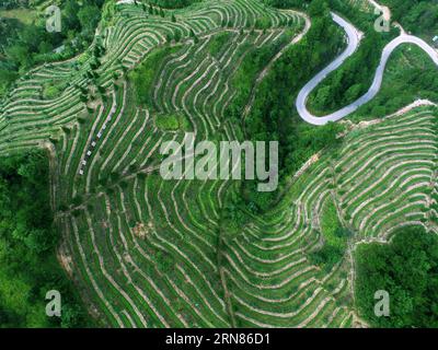 (151009) -- QUANZHOU, - une photo aérienne prise le 7 octobre 2015 montre la plantation de thé dans le comté d'Anxi, dans la province du Fujian du sud-est de la Chine. (Ry) CHINA-FUJIAN-TEA PLANTATION (CN) ZhangxJiuqiang PUBLICATIONxNOTxINxCHN 151009 Quanzhou Aerial photo prise LE 7 2015 octobre montre la plantation de thé DANS le comté d'AnXi Sud-est de la Chine S Fujian province Ry Chine Fujian Tea Plantation CN PUBLICATIONxNOTxINxCHN Banque D'Images